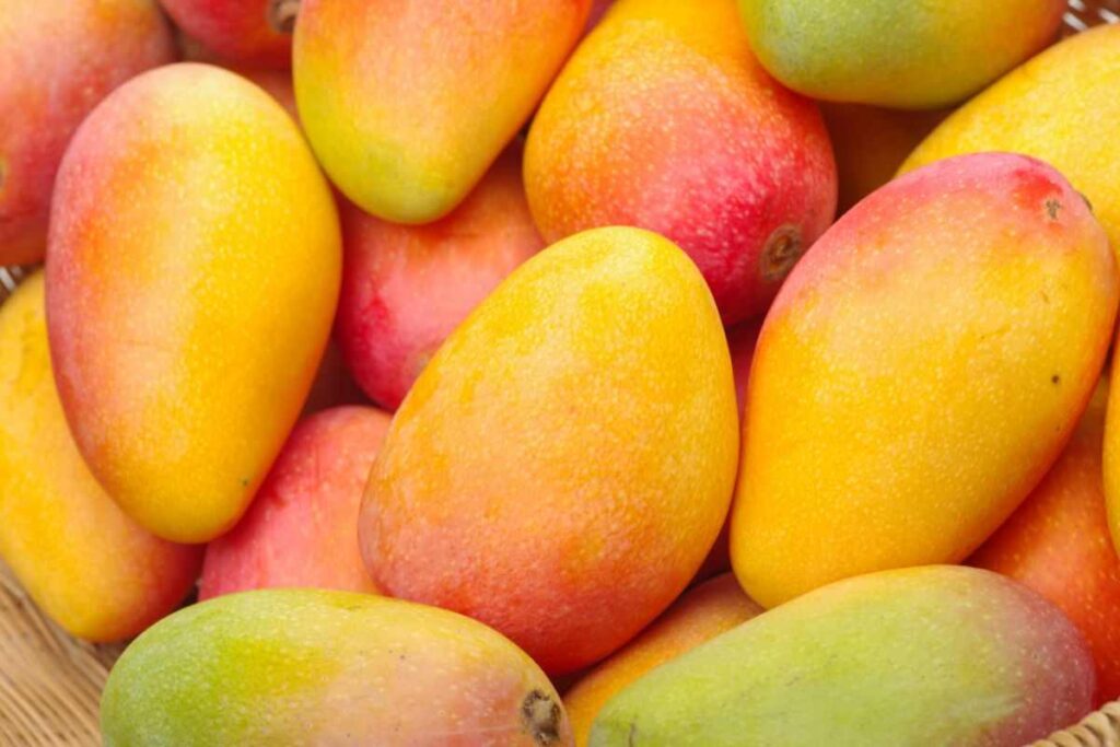 mango frutto